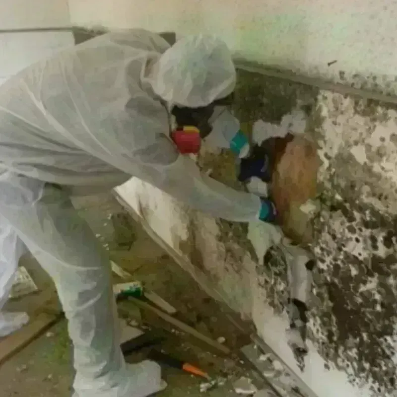 Mold Remediation and Removal in Dunnstown, PA